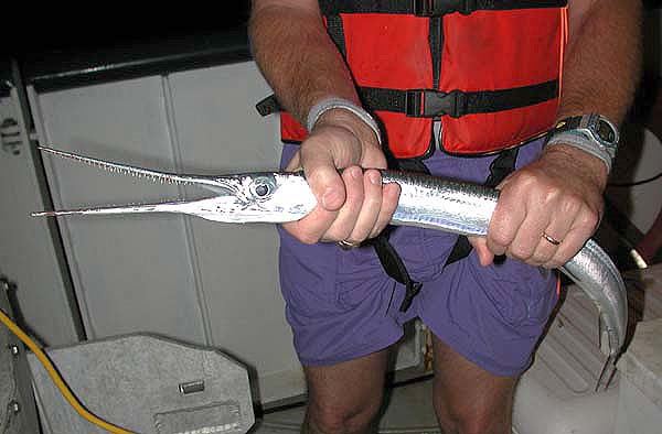 針魚體型雖然不及鯊魚，但牠整個嘴巴、牙齒都很銳利，游泳速度也快，具有危險性。（圖／翻攝自維基百科）