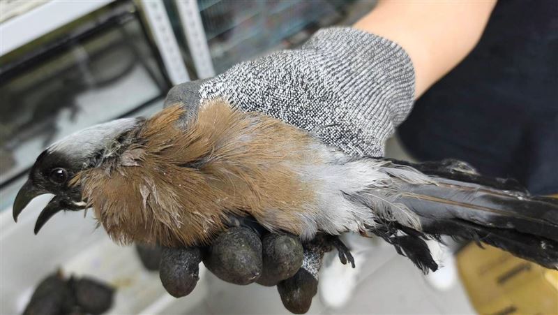 鳥寶寶困籃框著急嘎嘎叫　熱心民眾救了牠