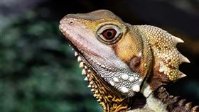 我們以為侏羅紀才是蜥蜴與蛇的舞台，但最新化石告訴我們：牠們早在恐龍紅毯前就搶戲。被命名為「兇齒蜥」的新種爬蟲，完整保存頭骨與脊椎，顯示鱗龍類在2.41億年前就已存在。這一發現推翻傳統認知，刷新地球演化史。（示意圖／PIXABAY）