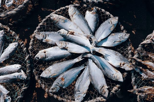 醫師提醒,在食物鏈中「砷」會由小魚累積到大魚。(示意圖/Pixabay)