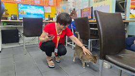 大樂透,店貓,浪貓,奶茶,好運,財神爺,台中（圖／彩券行提供）