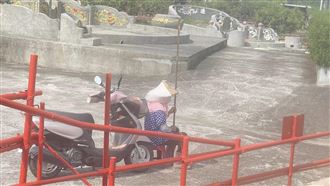 綠鬣蜥成災！屏東萬丹阿嬤烈日下守護紅豆