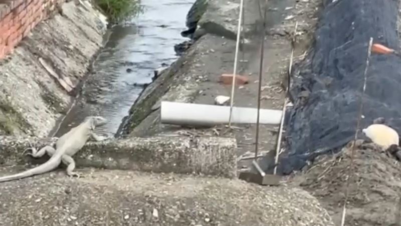 屏東萬丹綠鬣蜥成災。（圖／翻攝畫面）