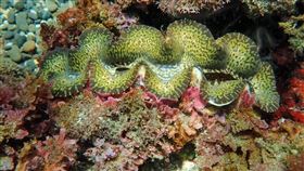 花蓮縣豐濱鄉港口社區發展協會以石梯坪海域為基地，近年積極復育硨磲貝，費時3年以水下相機拍攝、測量野生硨磲貝尺寸，記錄種類、生長環境及位置。（陳杰敏提供）