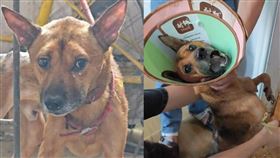 中國重慶一隻忠犬在主人過世後，依舊不肯離開屋子。（圖／翻攝畫面）