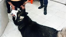 高雄,哈士奇,Money,搭錯車,機車騎士,鼎金派出所。（圖／翻攝高雄警察局臉書）