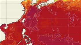 海溫圖。（圖／台灣颱風論壇｜天氣特急）