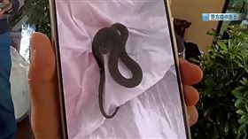 盆栽,網購,蛇窟,出遊,水蛇,小蛇,亂竄,中國（圖／翻攝自雲南網）