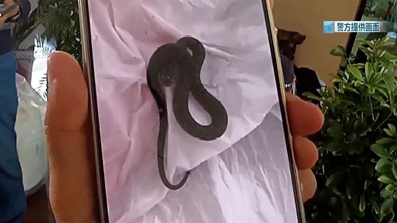 中國一對夫妻網購盆栽後出遊，一週後返家驚見客廳變蛇窩。（圖／翻攝自雲南網）