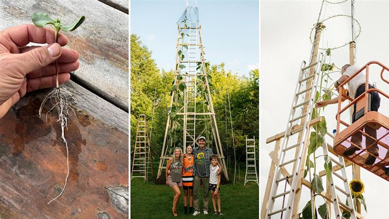 烏克蘭移民種出35英尺「擎天花」破紀錄