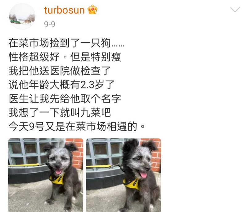 網一看狗長相，驚呼「撞臉鄧超」。（圖／翻攝自孫儷微博）