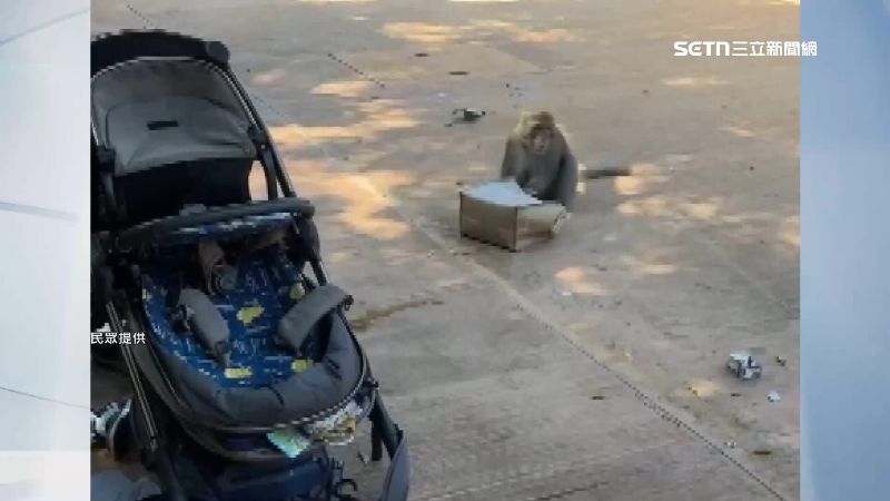柴山獼猴鎖定娃娃車搶食