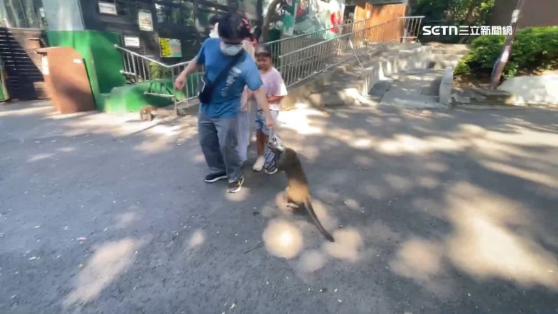 獼猴直接用搶的