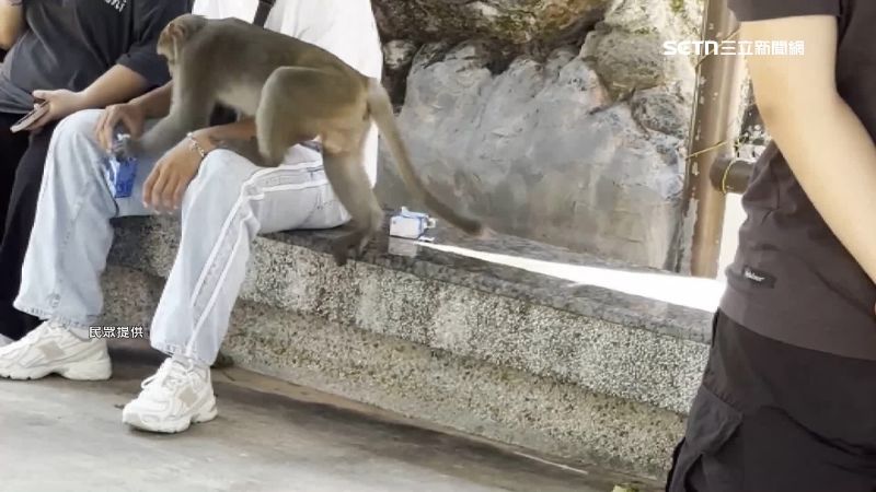 獼猴爬到遊客身上搶食