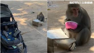 柴山獼猴當街搶食　嬰兒車被鎖定