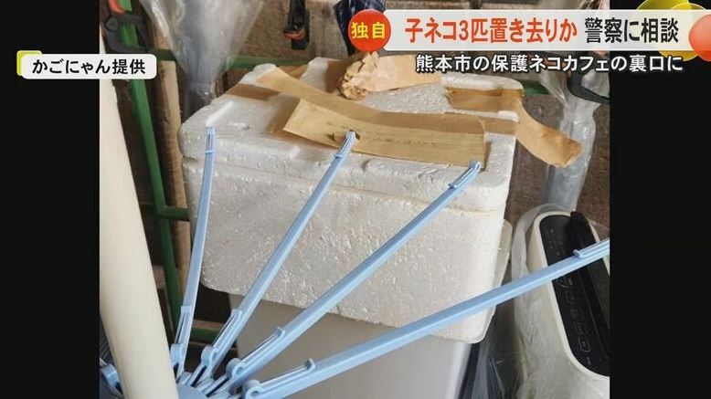 日本貓咪咖啡廳後門驚見「死亡幼貓箱」，箱內全是抓痕。（圖／翻攝FNN）