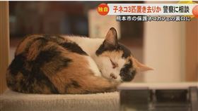 貓咪咖啡廳驚見「死亡幼貓箱」！箱內全抓痕，老闆心痛：過程慘烈。（圖／翻攝FNN）