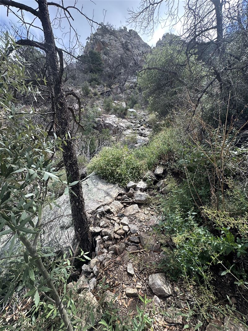 觀察力挑戰，從廣大的荒地中找出一條蛇。（圖／翻攝自Reddit）