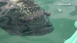 拍龍膽石斑近照　男手噴血、手機秒被吞肚