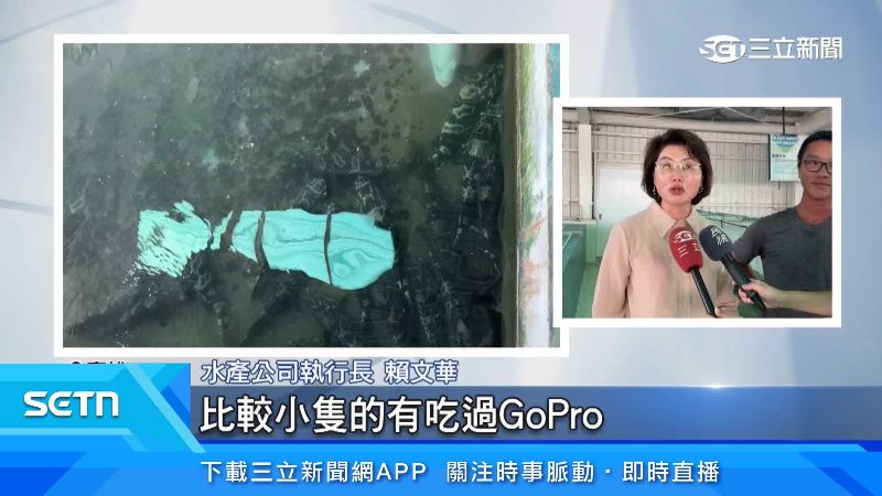 龍膽石斑不只吞手機,就連Go Pro也曾吞下肚