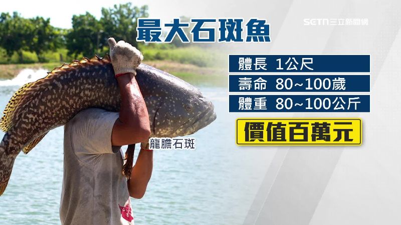 龍膽石斑價值百萬,最重可達100公斤
