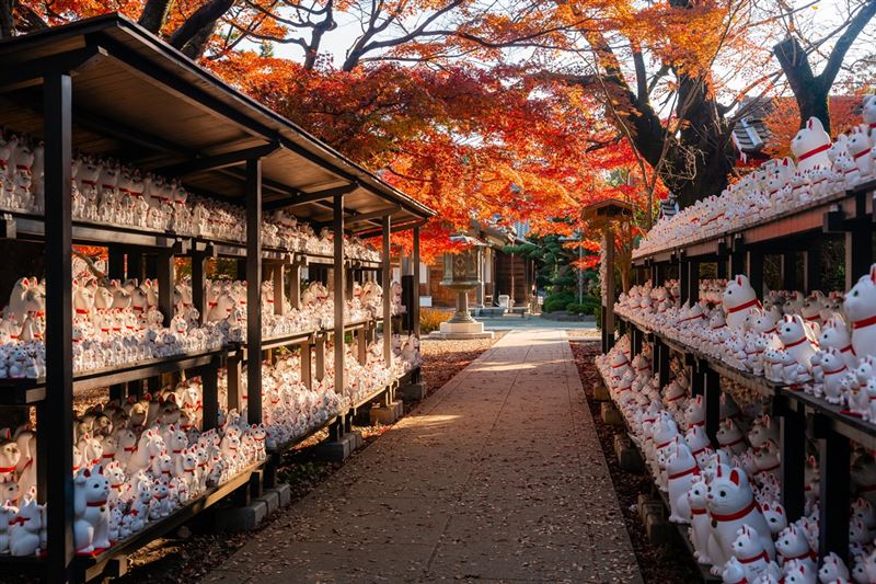 赴日賞楓提前佈署，台灣虎航飛東京，來回含稅6,355元起。（圖／飯店旅宿業者提供）