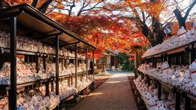 赴日賞楓提前佈署，台灣虎航飛東京，來回含稅6,355元起。（圖／飯店旅宿業者提供）