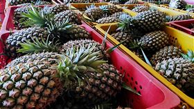 ▲以「金蜜」為品牌的屏東金鑽鳳梨，以其金黃的外表和香甜的黑糖風味，在日本逐漸擄獲廣大客群。（圖／翻攝自銀獅農莊粉專）