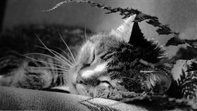 台中一名飼主把愛貓送去寵物美容店洗澡，等到的卻是貓咪死亡的消息。（圖／翻攝自Thread @zhangliying900）