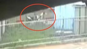 台中,沙鹿,命案,陳屍,路邊,女子,凶殺,刀傷,忠貞路,認屍,女大生,家屬,父母,解剖,相驗,殯儀館（圖／翻攝畫面）