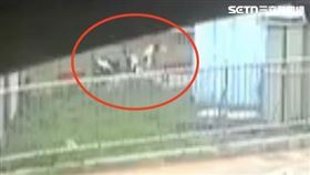 台中,沙鹿,命案,陳屍,路邊,女子,凶殺,刀傷,忠貞路,認屍,女大生,家屬,父母,解剖,相驗,殯儀館（圖／翻攝畫面）