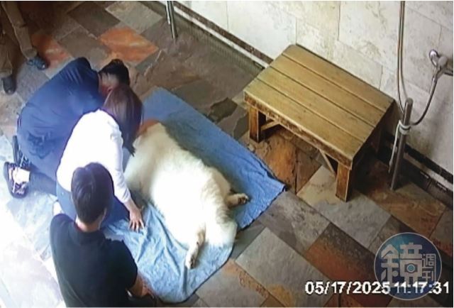 愛犬猝逝當天,王明正、林青逸與學苑負責人一同跪地、送別小狗(圖/讀者提供)