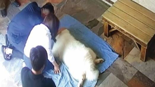 前主播「我先生」陪送愛訓犬暴斃　結果曝