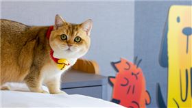 嘉義福容voco酒店自今年2月推出寵物友善房型以來廣受好評。（圖／嘉義福容voco酒店提供）