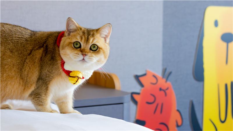 福容voco推兒童免費　瀚寓毛孩慶生送蛋糕