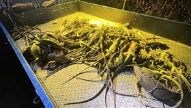 屏東,綠鬣蜥,紅豆田,萬丹鄉,縣議員洪宗麒。（圖／翻攝縣議員洪宗麒臉書）