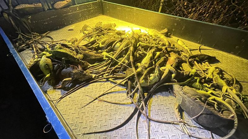 屏東萬丹綠鬣蜥啃食農作物。（圖／翻攝縣議員洪宗麒臉書）