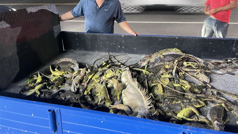 屏東萬丹綠鬣蜥啃食農作物。（圖／翻攝縣議員洪宗麒臉書）