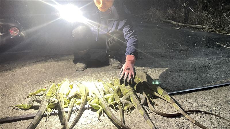 屏東萬丹綠鬣蜥啃食農作物。（圖／翻攝縣議員洪宗麒臉書）