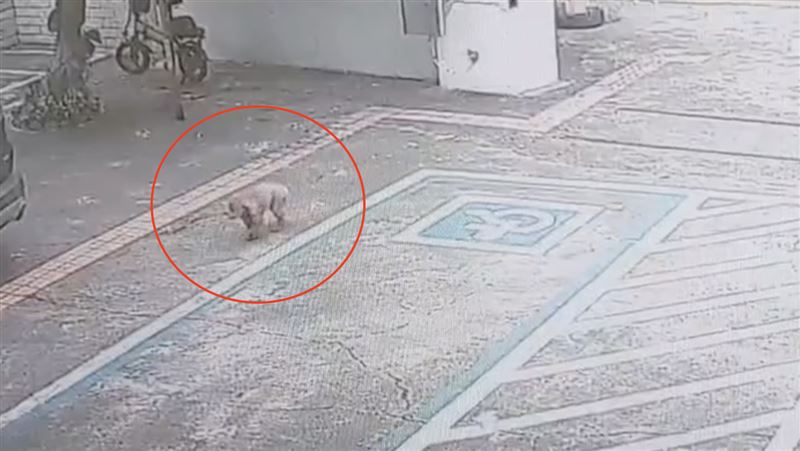 貴賓犬「Niko」自己跑進派出所內求援。（圖／翻攝畫面）