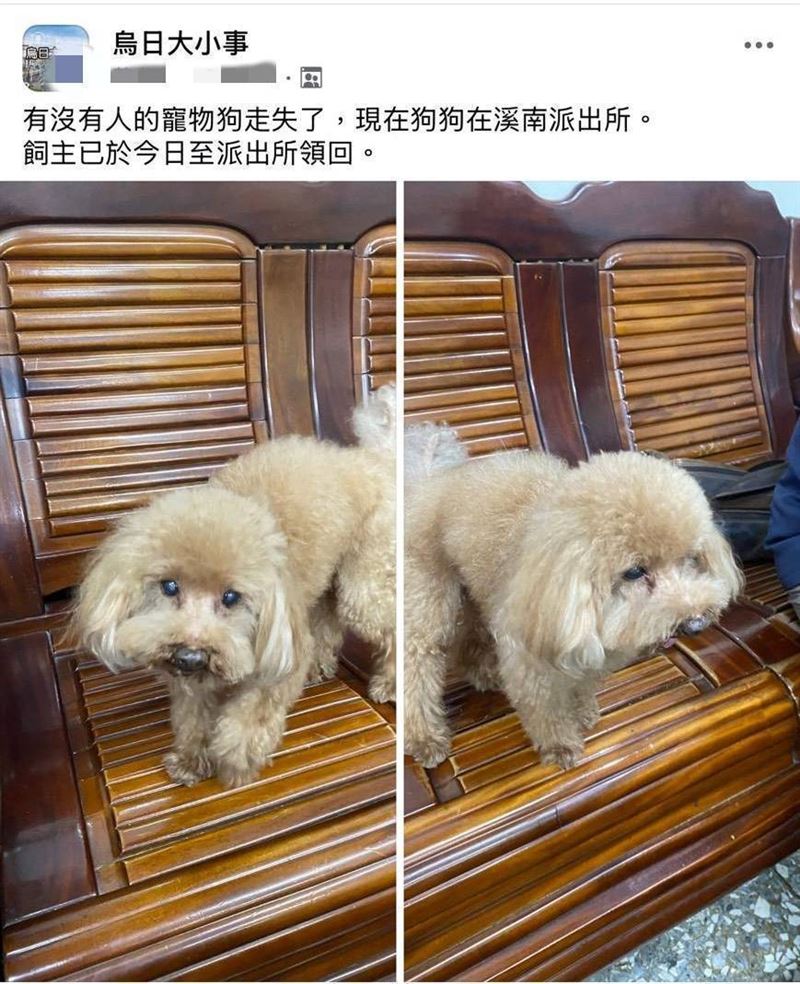 員警替狗狗拍照並分享到臉書地方社團，盼能快速找到飼主。（圖／翻攝畫面）