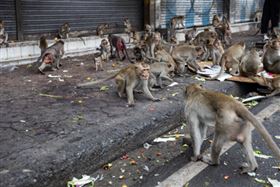 猴子,潑猴(示意圖/Getty Images)