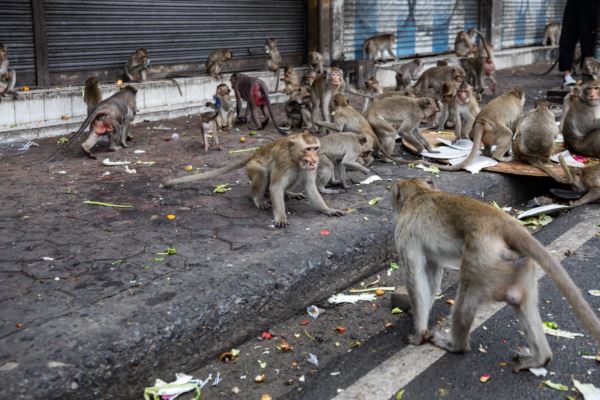 泰國百隻潑猴越獄　入侵民宅、襲警作亂