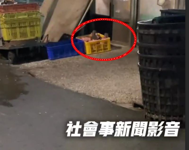 民眾路過直擊老鼠在生肉上啃食。（圖／翻攝社會事新聞影音）