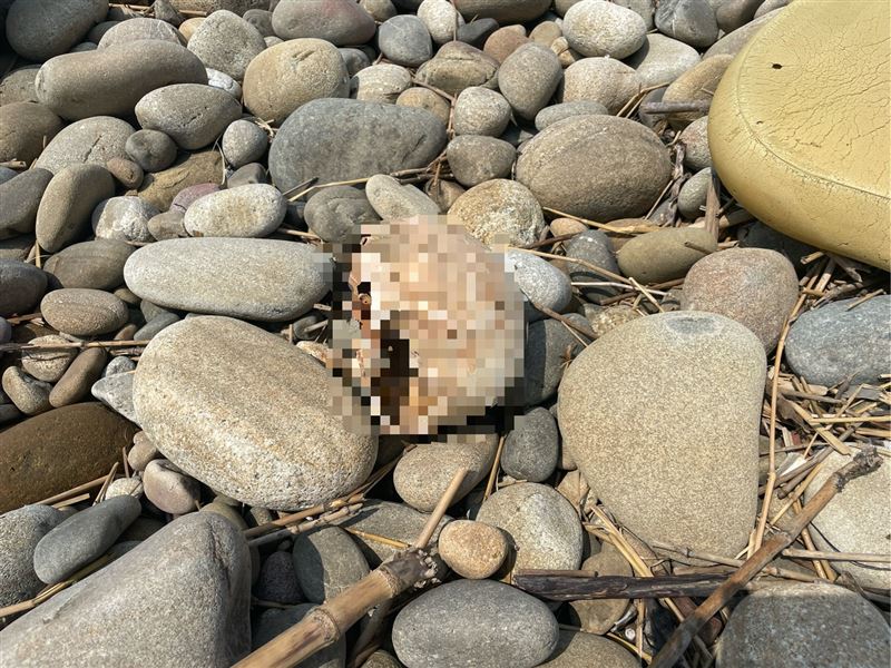 台中大安溪出海口驚見半顆頭顱。（圖／翻攝畫面）
