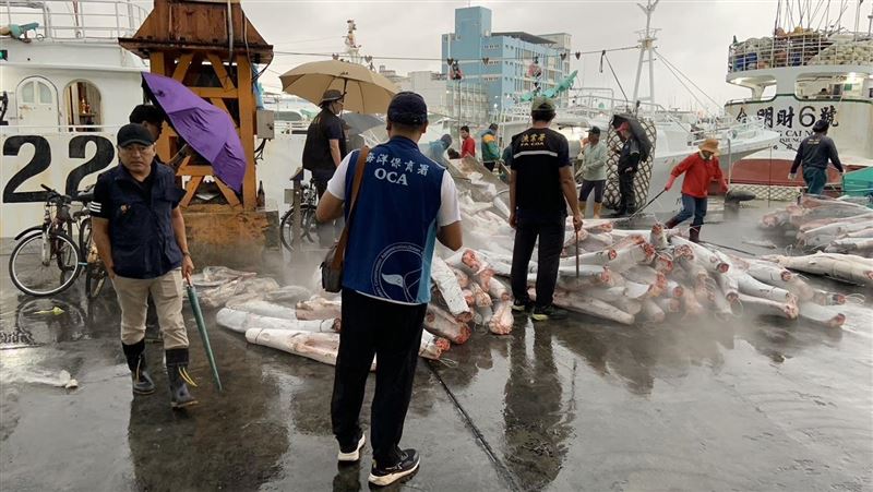 田姓船長指示漁工獵殺海豚，作為延繩釣魚餌提高鯊魚捕獲量。（圖／資料照）