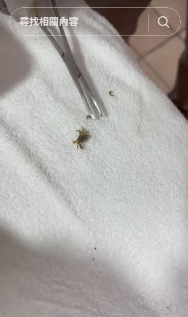 小螃蟹體型約男童指甲的一半大，斷了腳仍試圖想逃跑。(圖／翻攝自TikTok＠kitziamitre)
