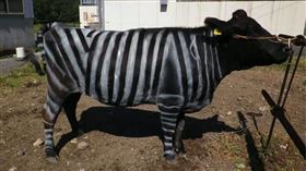 研究顯示，將黑白條紋噴塗在牛身上，能有效減少高達50%的馬蠅叮咬機率。（翻攝 Improbable Research YouTube頻道）