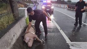 台61,苗栗,後龍,豬隻,掉落,死亡,豬（圖／苗栗縣動物保護防疫所提供）