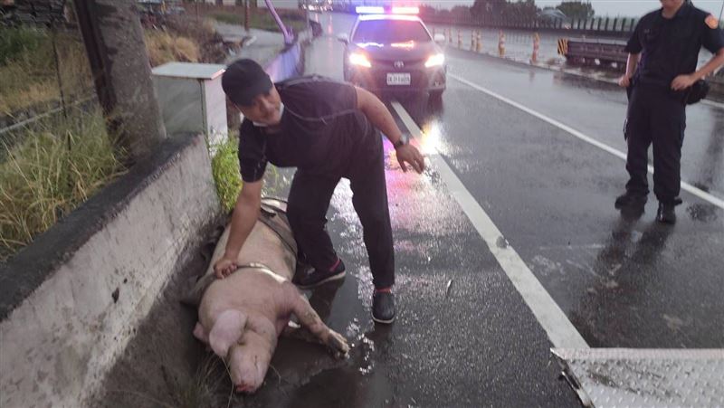 跳車逃生失敗！台61豬隻掉落…重摔不治
